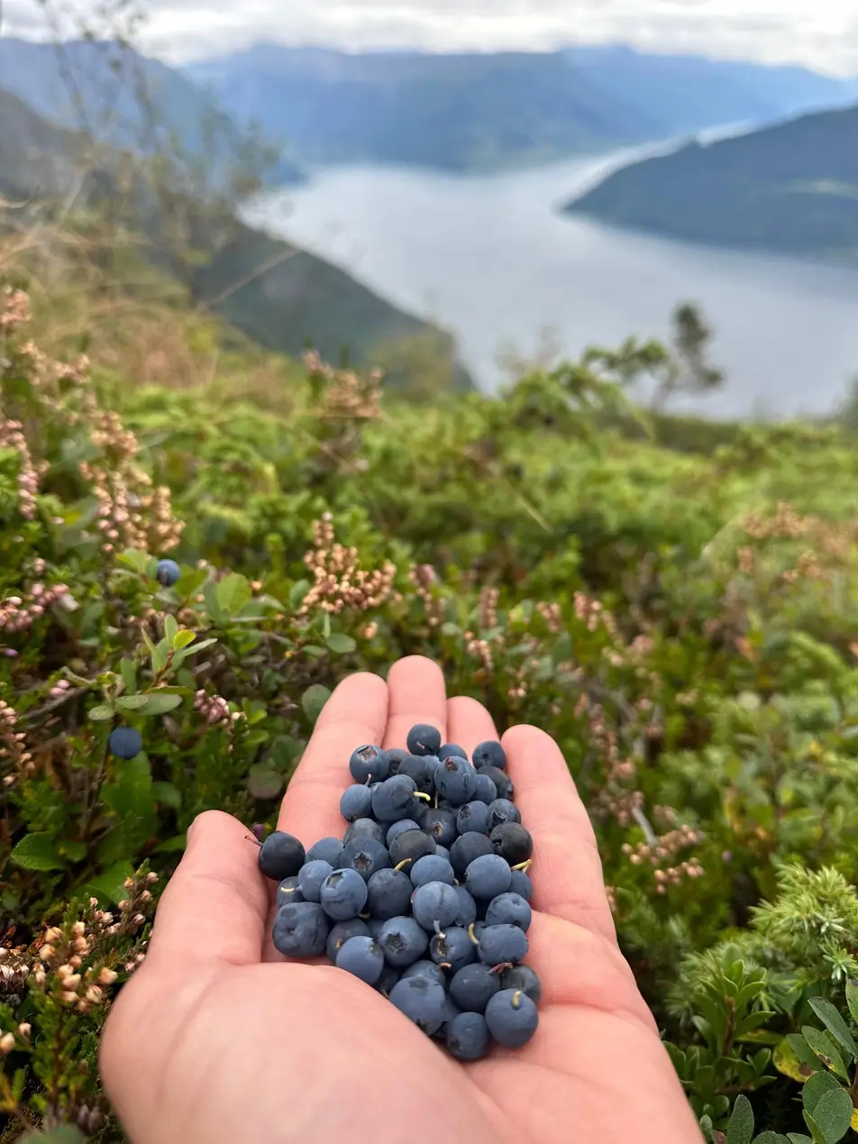 Blueberry in Hand during Fjord Mountain Bike Tour in Norway